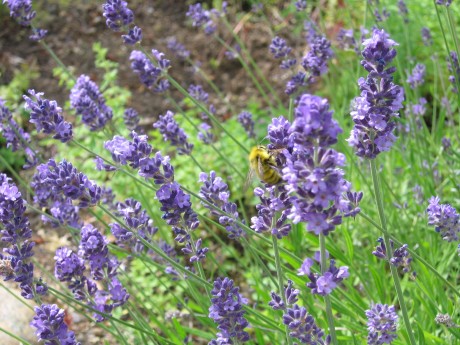 Bee sampling our lavender