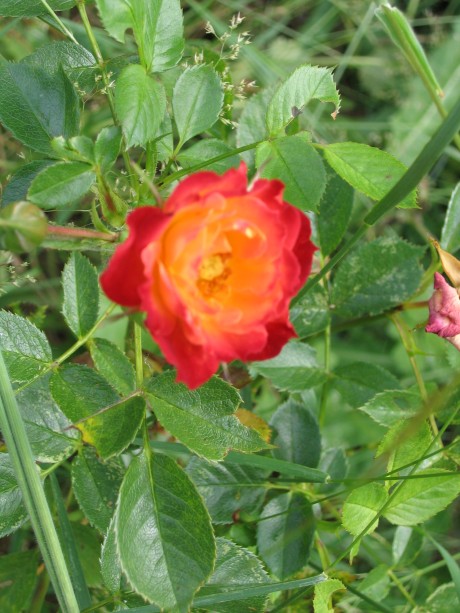 One of my surviving miniature roses